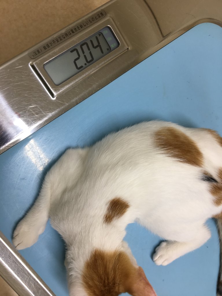あめ　体重　猫　動物病院