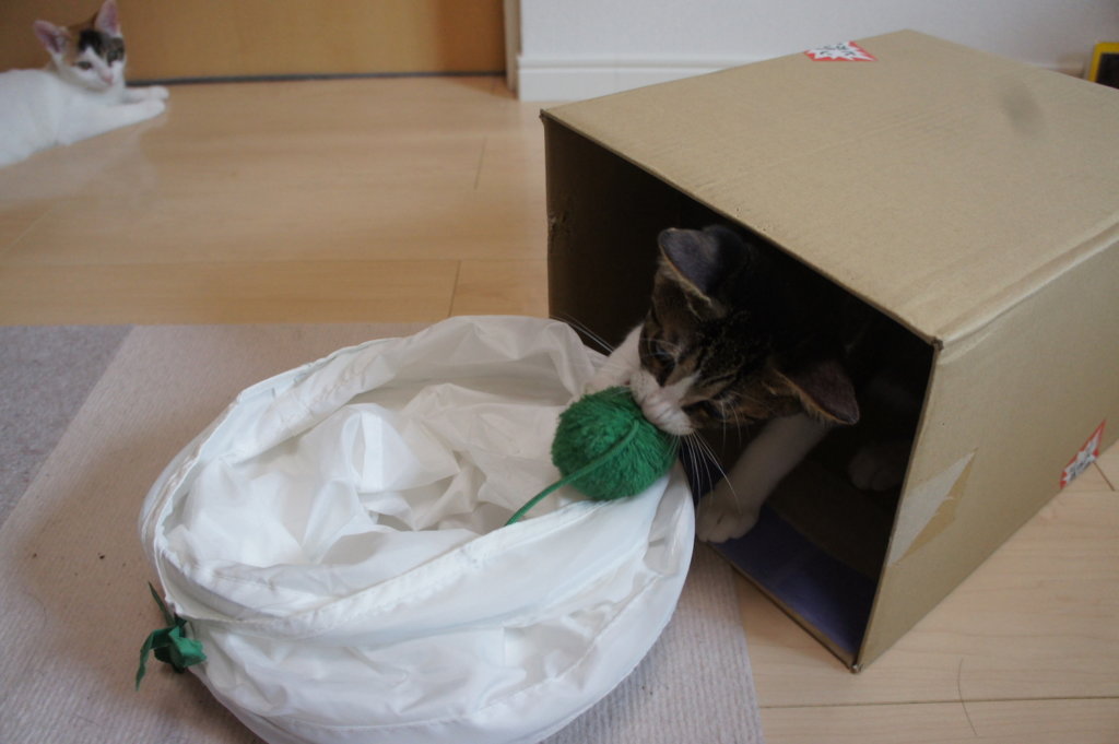 IKEA　トンネル　猫用　おもちゃ　ダンボール