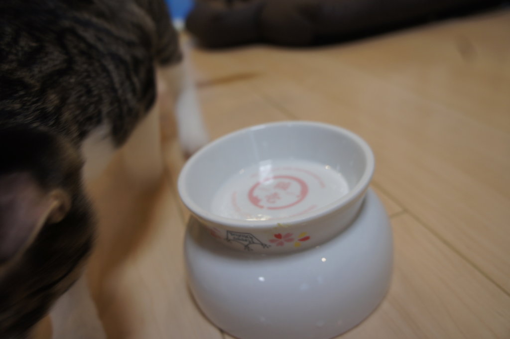 猫　水飲み皿　猫壱　裏側　ひっくり返す　水