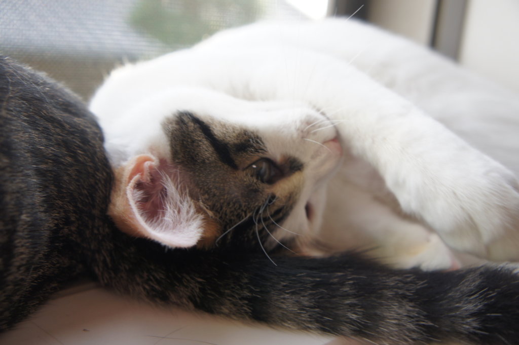 ３ヶ月目　三毛猫　保護猫　　ニャルソック