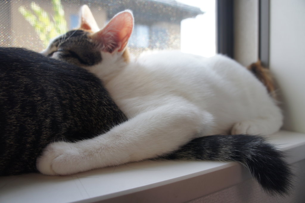 ３ヶ月目　キジ白　保護猫　　ニャルソック