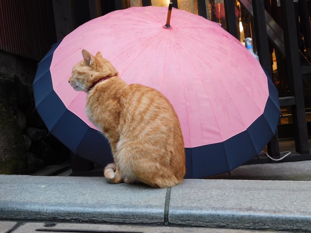弁財天仲見世通り　猫　傘