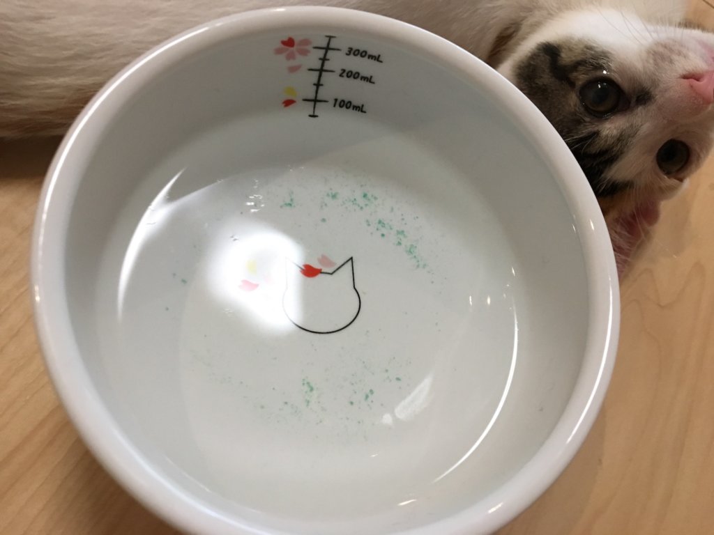 陶器　水飲み皿　猫　猫壱　ウォーターボウル　Sakura