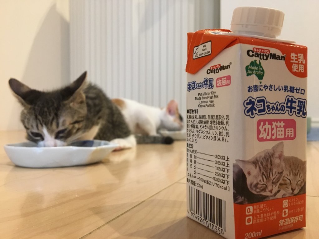 猫用　牛乳　子猫用