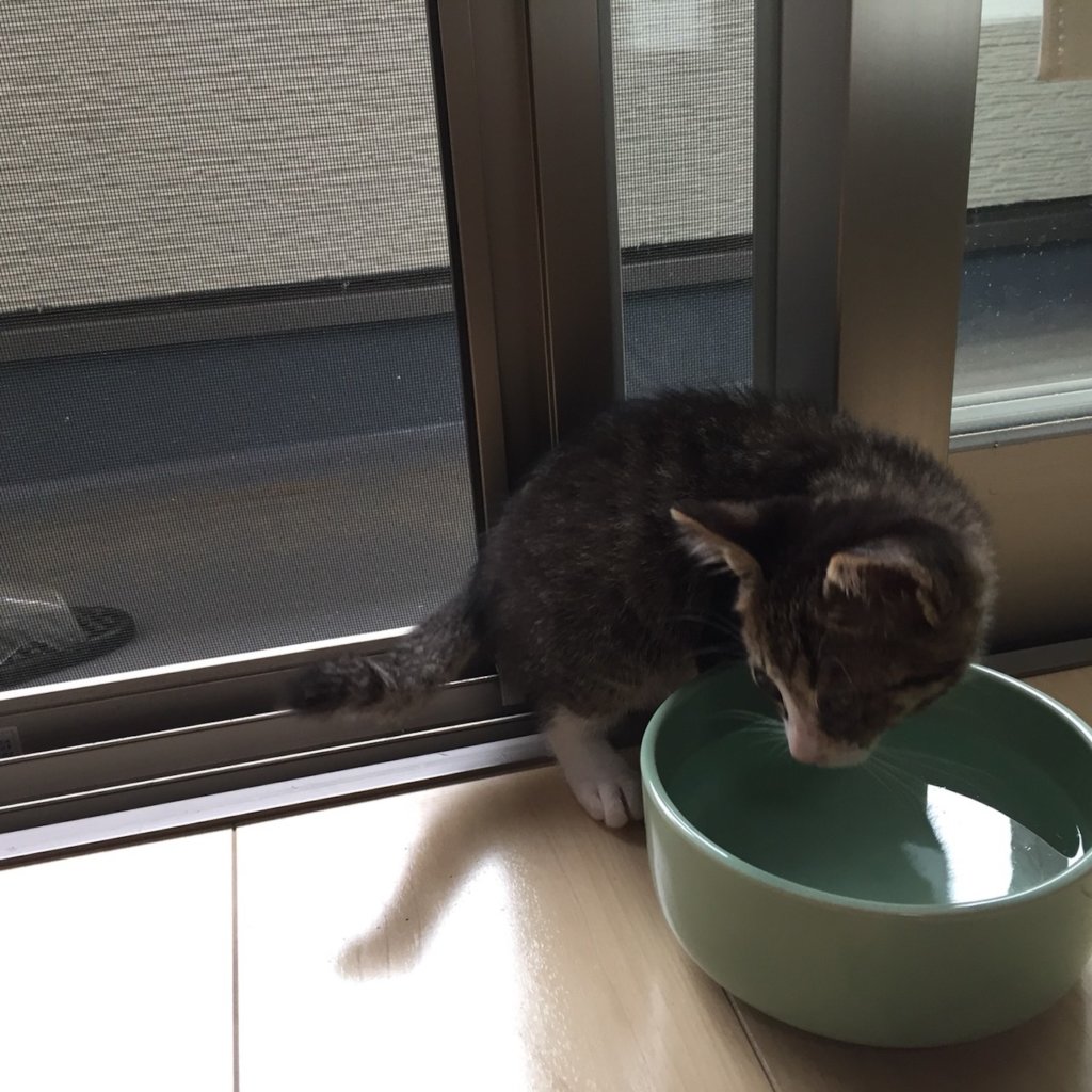 猫　陶器製　水飲み皿　つゆ ヘルスウォーターボウル