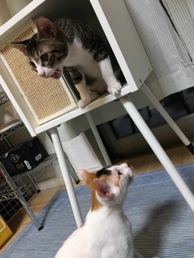 IKEA　キャットハウス　猫用　