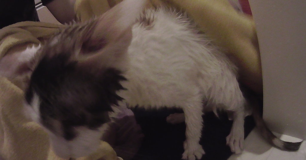 猫　タオル　三毛猫　お風呂場　乾かす
