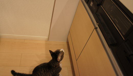 【猫のキッチン対策】ガスコンロのスイッチはロックして猫が点火出来ないように！