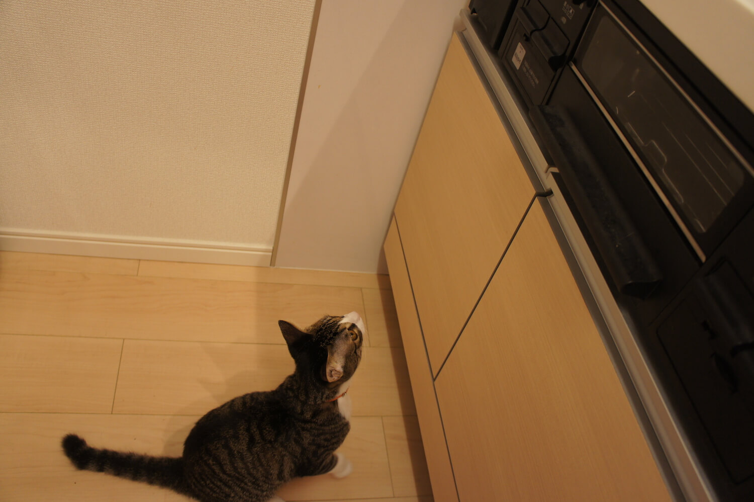 猫　キジ白　コンロ　キッチン　台所
