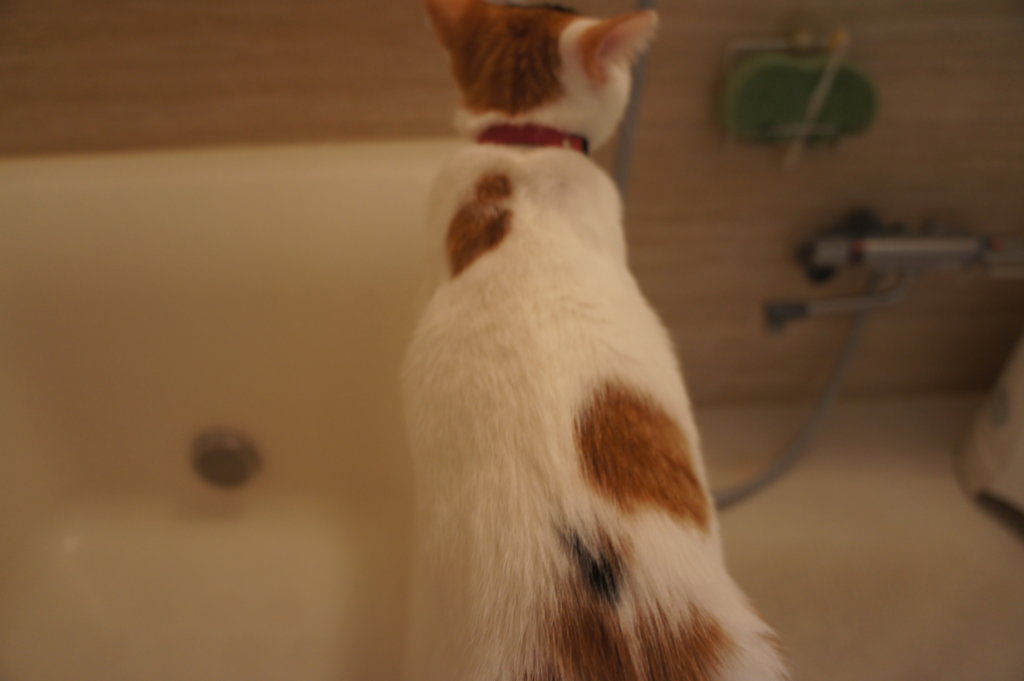 猫　　三毛猫　お風呂場　シャンプー対策　浴槽