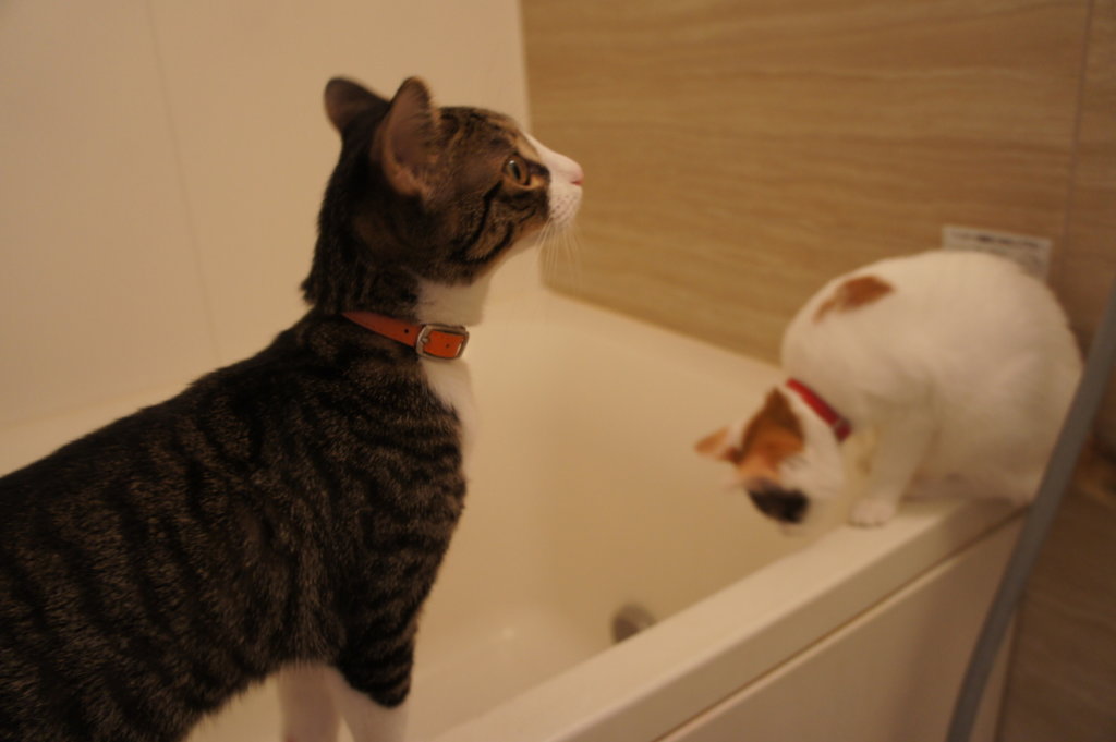 猫　キジ白　三毛猫　お風呂場　シャンプー対策　浴槽