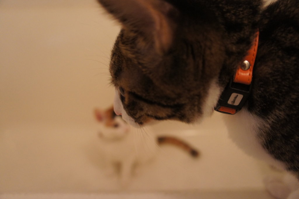 猫　キジ白　三毛猫　お風呂場　シャンプー対策　浴槽