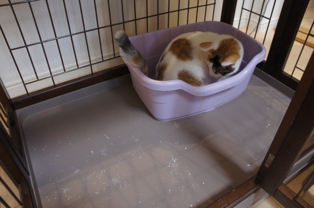ケージ　三毛猫　トイレ　猫