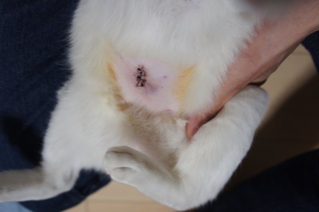 避妊　猫　手術痕　縫合痕　手術　三毛猫　