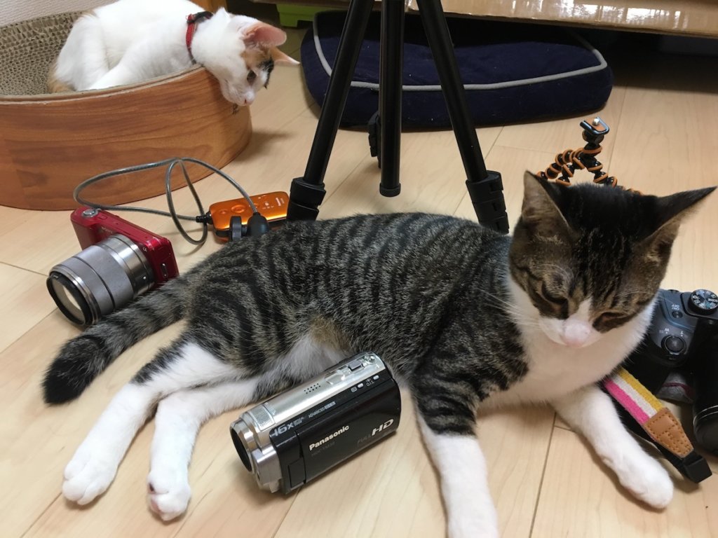 猫　キジ白　Panasonic HDC-TM30