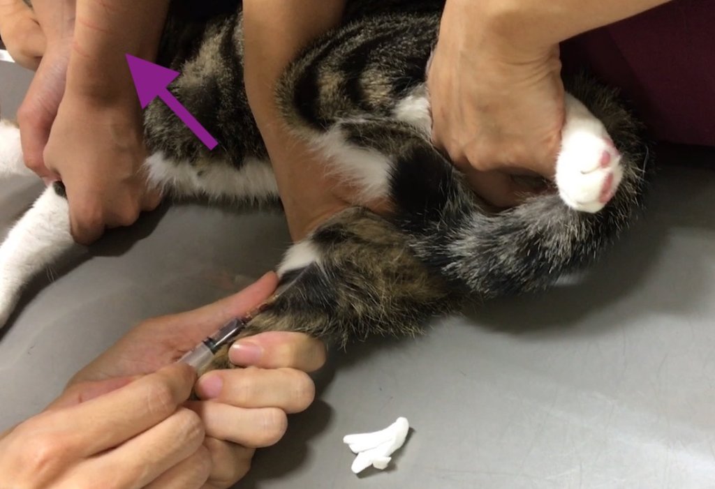猫　爪痕　看護士