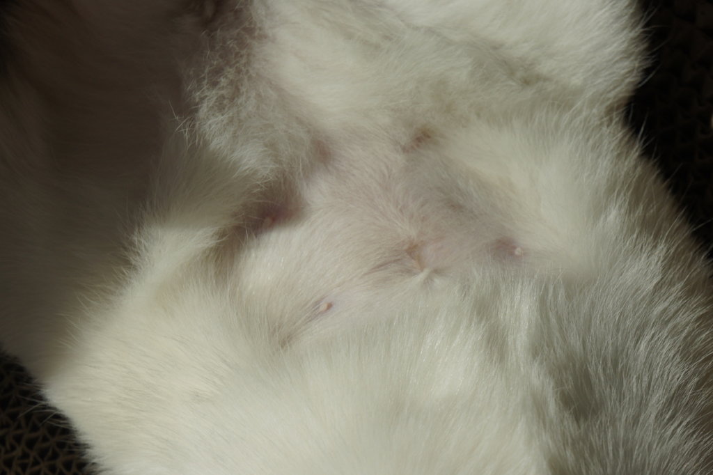 三毛猫　避妊手術　つゆ　術後