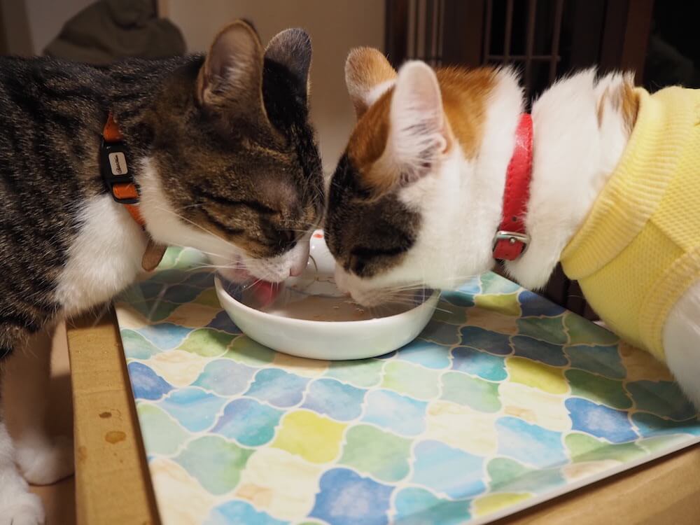 ちゅーる　スープ　三毛猫　キジ白