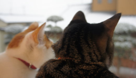 猫も雪が好き！？２月雪の日、網戸にしたら寒いのに喜んでニャルソックしてた！