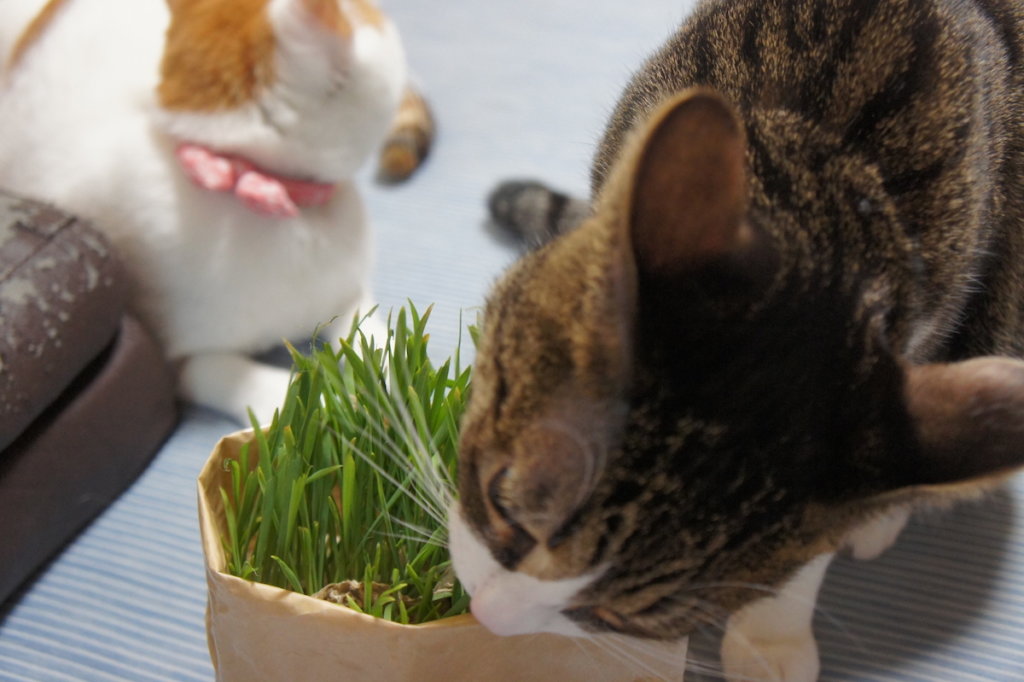 猫草栽培セット　猫草　無印　無印良品　ウールサッキング　三毛猫　キジ白