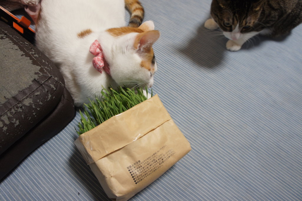 猫草栽培セット　猫草　無印　無印良品　ウールサッキング　三毛猫　キジ白