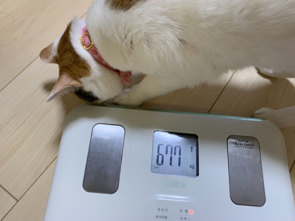 猫　体重　測定　三毛猫　