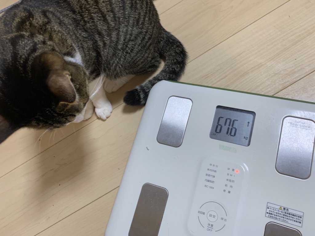 猫　体重　測定　キジ白