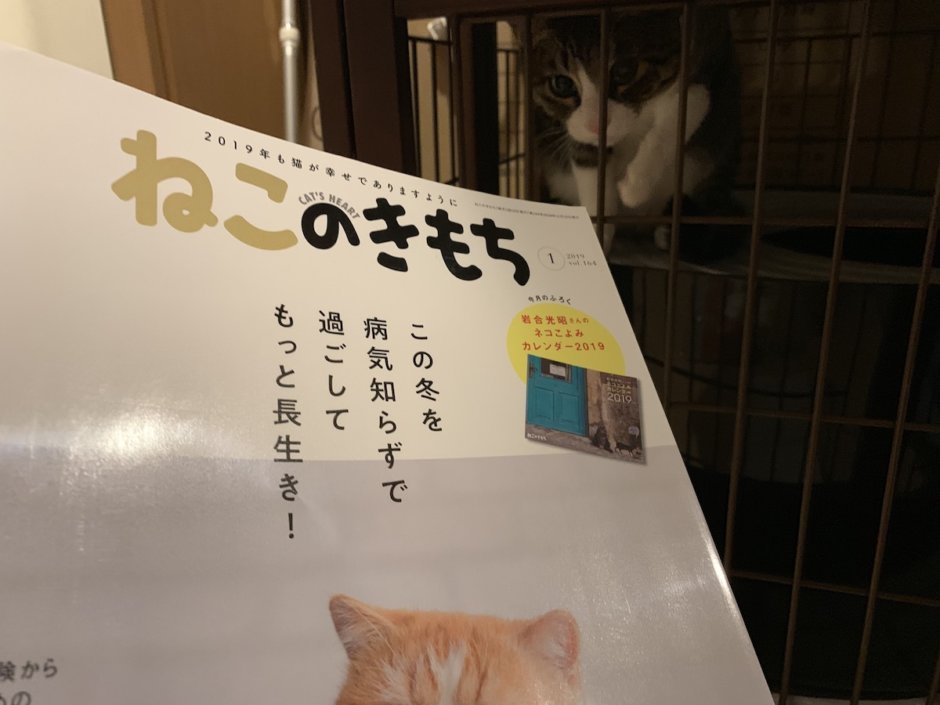 ねこのきもち　猫の気持ち 2019 01月号　購読　感想