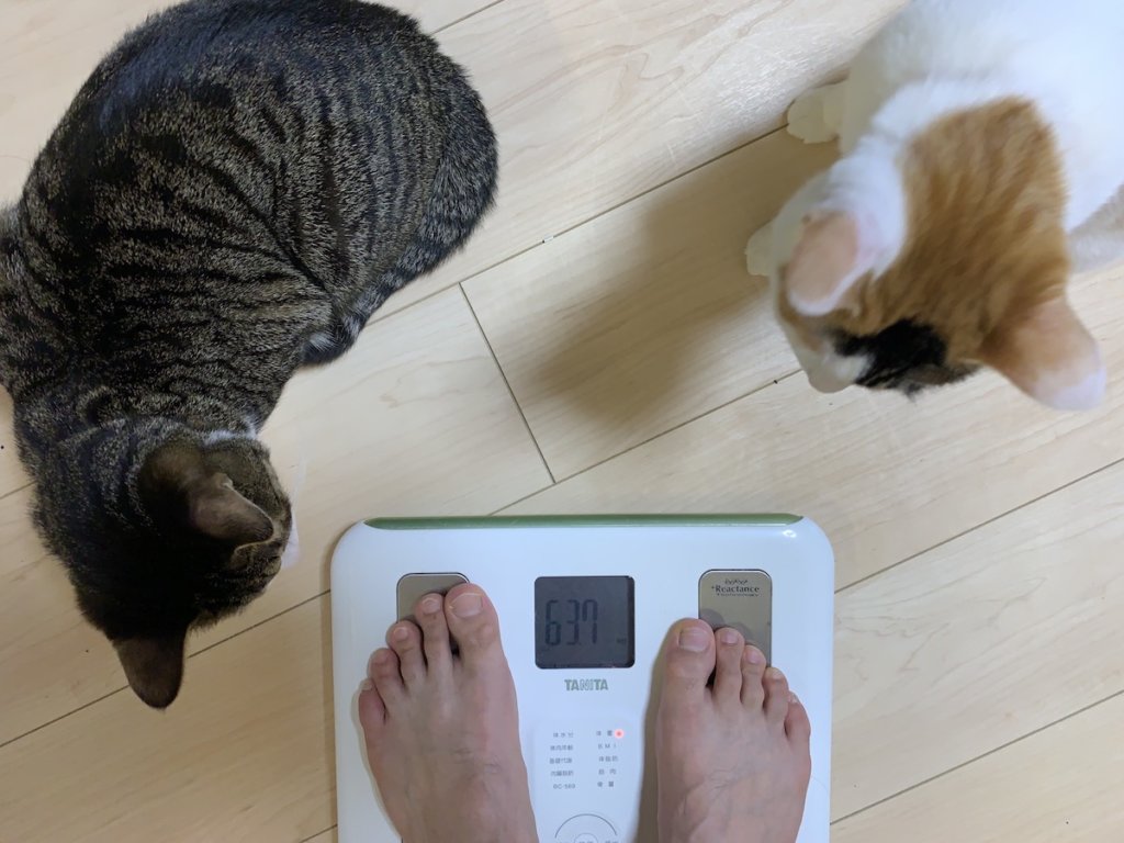 猫　体重　測定　三毛猫　キジ白