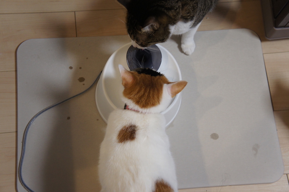 珪藻土マット　バスマット　水飲み場　猫　ウォーターボール　給水器　三毛猫　キジ白