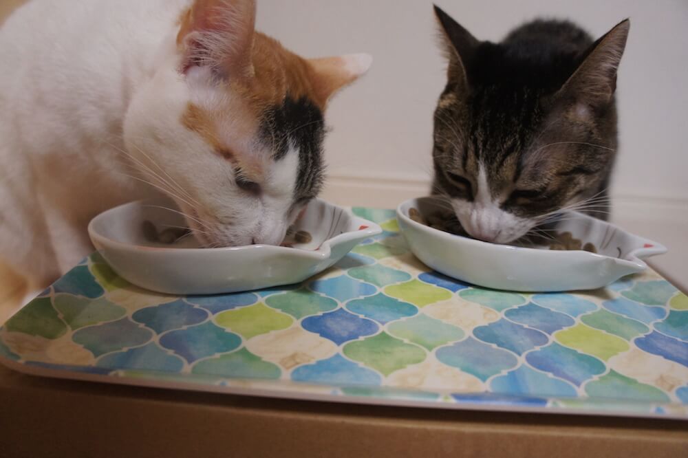 三毛猫　キジ白　猫　キャットフード ご飯　餌　一年