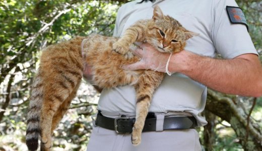 ネコギツネ！？コルシカ島で新種の猫が発見！キツネ要素は・・・？追記：動画見つけました！