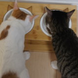 猫用ご飯皿　ボウル２つ　ご飯台　食器台　猫耳　三毛猫　キジ白