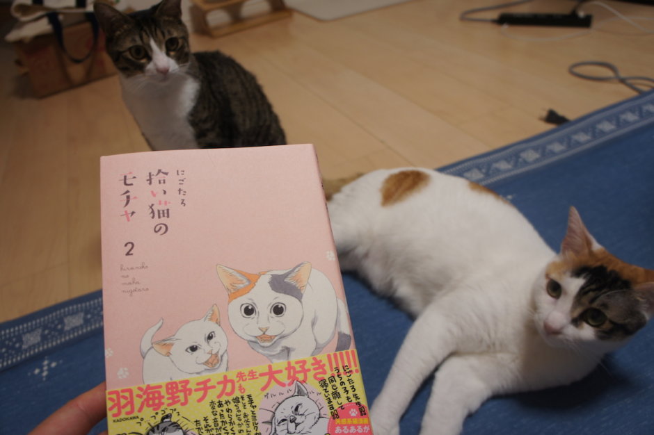 拾い猫のモチャ　感想　レビュー　書籍　三毛猫　保護猫　元野良猫　猫漫画　ミルク