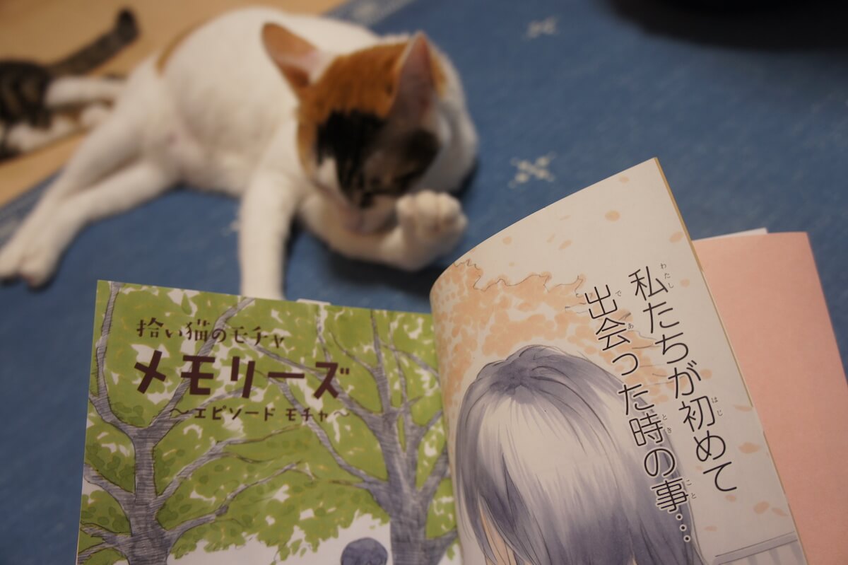 拾い猫のモチャ　感想　レビュー　書籍　三毛猫　保護猫　元野良猫　猫漫画　ミルク