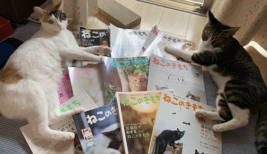 定期購読していた通販専用猫雑誌「ねこのきもち」を解約！1年分の情報で充分かな。