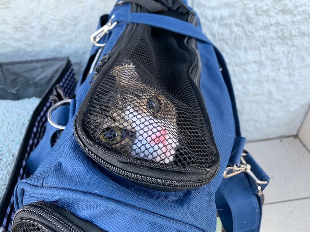 猫を動物病院に預けて二泊三日の旅行に行ってきました 猫雨露霜雪