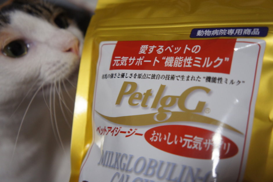 PetIgG　ペットアイジージー　機能性ミルク　免疫　サプリメント　猫用　ペット　犬　三毛猫　キジ白