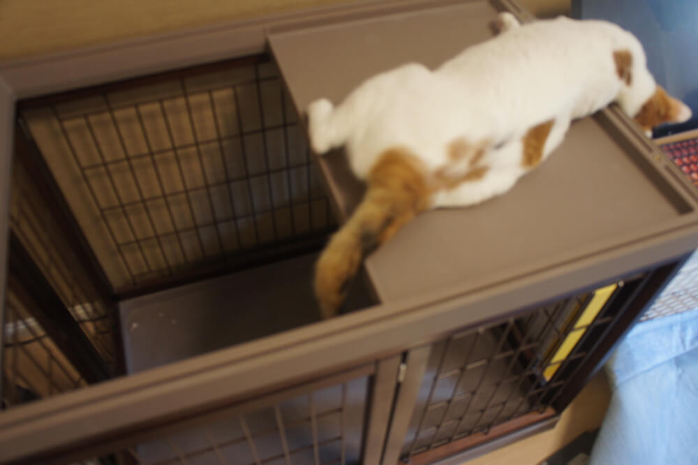 三段ケージ　キャットケージ　ウッドフレーム　木製　レビュー　感想　一年使用　猫　三毛猫　キジ白 傾き　対策　重量オーバー