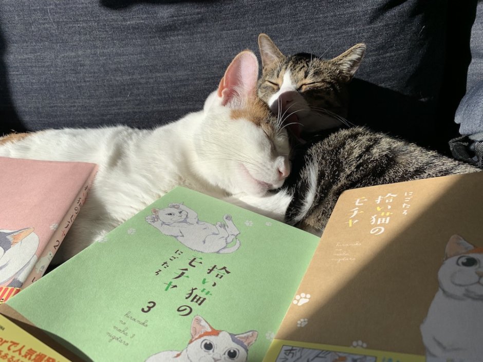 モチャ　三毛猫　ミルク　猫漫画　猫マンガ　感想　レビュー　書評　Twitter　SNS