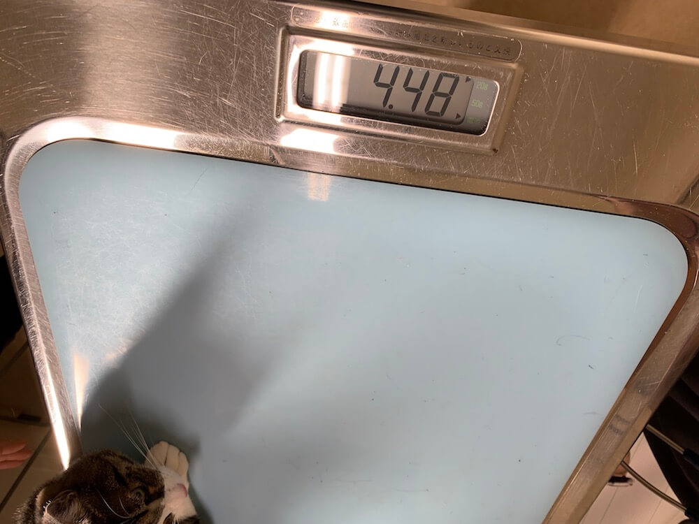 猫　動物病院　診察台　体重測定　キジ白