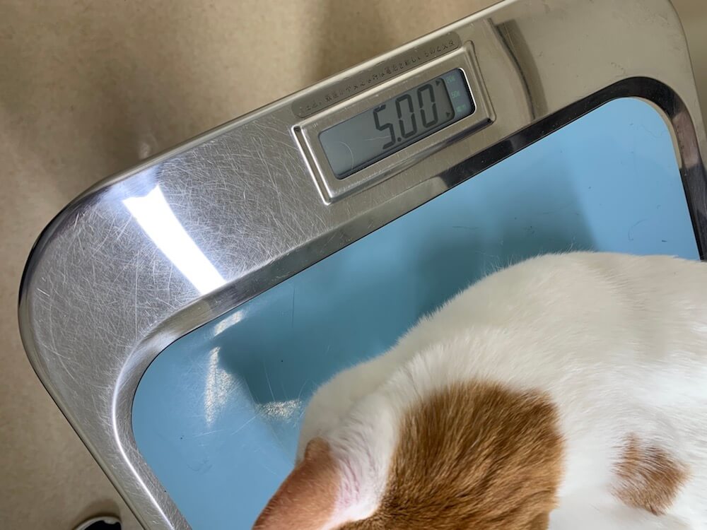猫　動物病院　診察台　体重測定　三毛猫