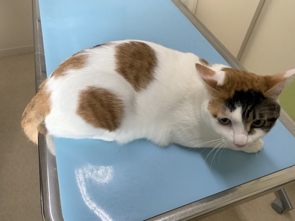 猫　動物病院　診察台　体重測定　キジ白