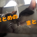 まとめのまとめ 記事 三毛猫 キジ白