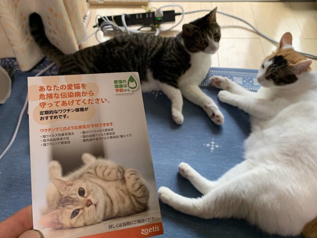 室内飼いだと猫ワクチンは必要ない という考えも有りますが あめつゆの定期検診だと思ってます 猫雨露霜雪