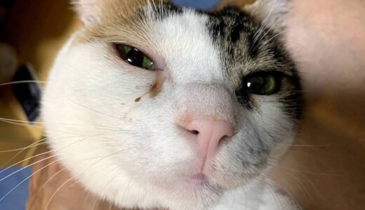 猫の眼に茶色いゼリー状の目ヤニ(目垢)。我が家の取り方などの対処方法を。