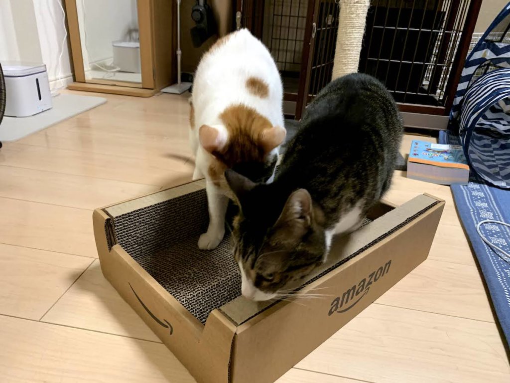 Amazon ダンボール ボックス つめみがき 爪とぎ キジ白 三毛猫 猫ブログ