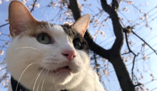 猫が桜を食べても平気？毒の有無や対策を確認し愛猫とお花見散歩に出かけよう！