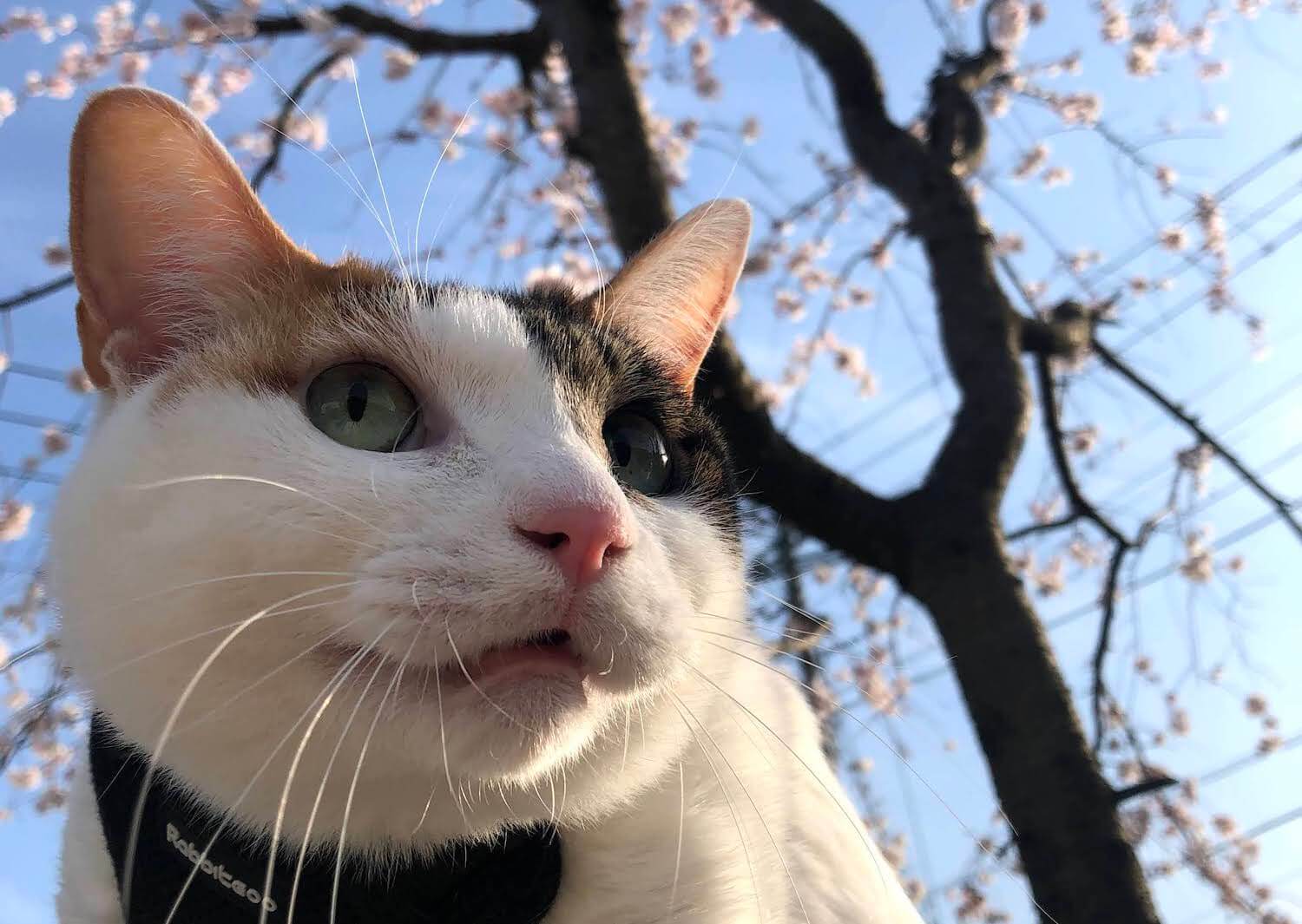猫が桜を食べても平気？毒の有無や対策を確認し愛猫とお花見散歩に