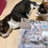 ねこのきもち 　2021　7月号　掲載　デビュー　雑誌デビュー　載った　三毛猫　猫雑誌　肉球　キジ白